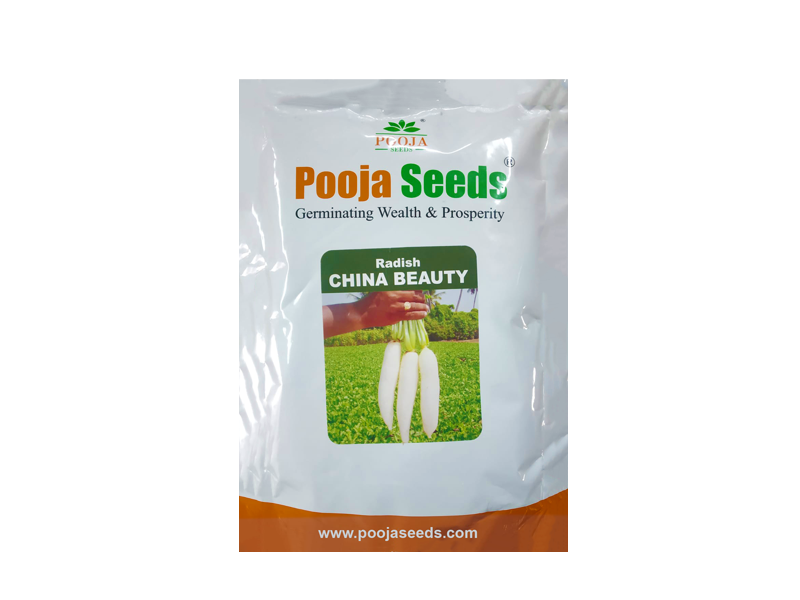 Radish china Beauty