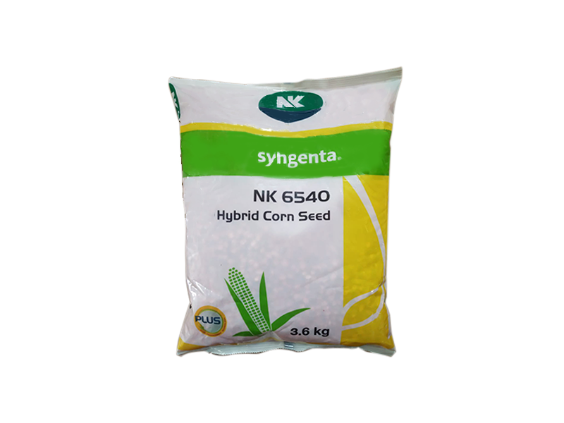 Hybird corn seeds