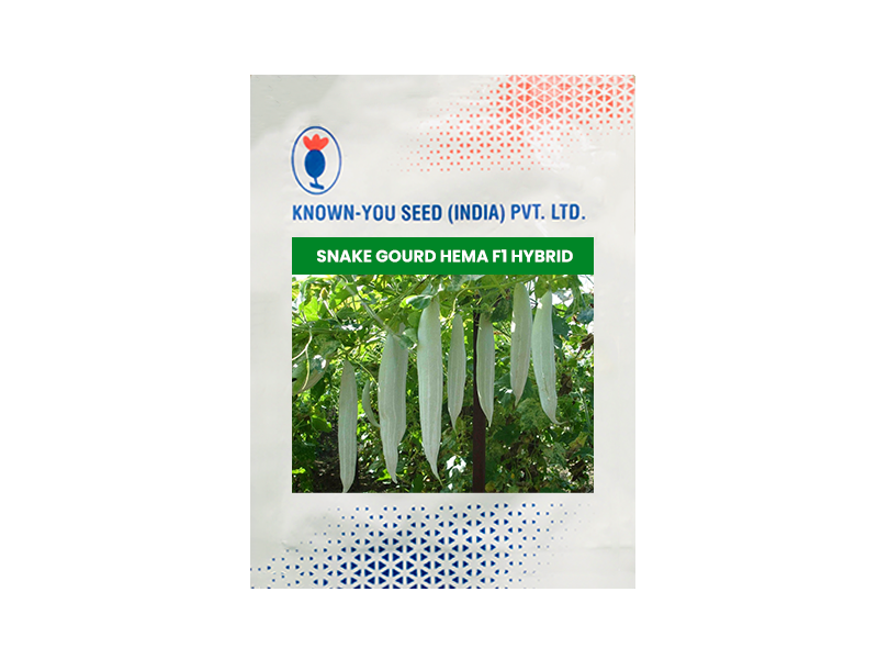 snake gourd Hema F1 hybrid